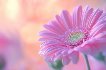 Fototapeta premium Close-up of a delicate pink gerbera daisy with soft background lighting.