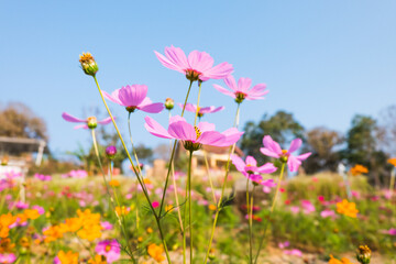 Pink cosmos flower field in garden.