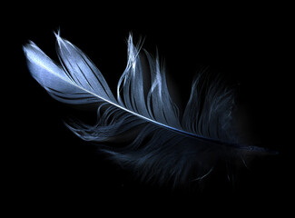 bird feather on black background