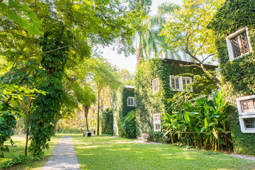 House building covered with green ivy and white window.