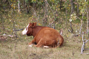 Obraz premium Cow Resting