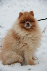 A red fluffy Pomeranian sits on the white snow.