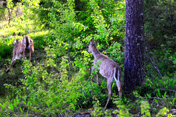 Two White-tailed deer Running into Forest.