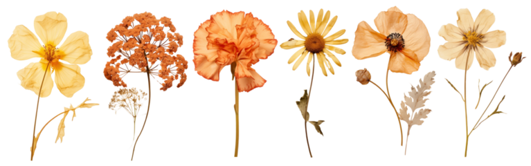 PNG Dry flowers set on transparent background