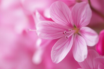 Close-up of delicate pink flowers with visible veins and soft focus background.
