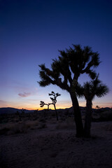 Joshua tree national park in South West California shot during twilight hours