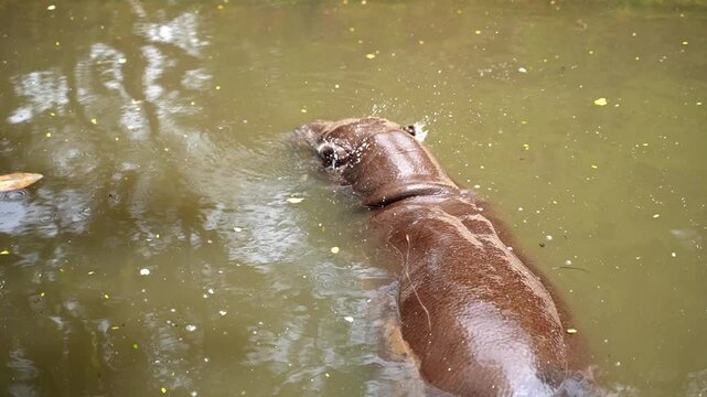 pygmy hippo resting in the water to avoid sunlight heat afternoon times