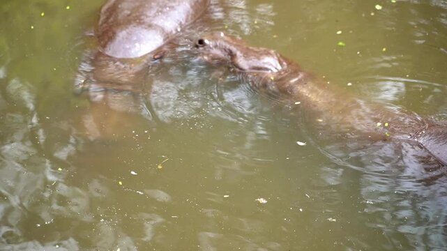 couple of pygmy hippo resting in the water to avoid heat from afteroon sunlight