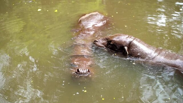 couple of pygmy hippo resting in the water to avoid heat from afteroon sunlight