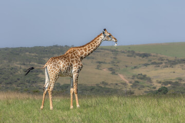 A young adult giraffe drops a vertebra bone it has chewed to obtain minerals such as calcium and phosphorous which is not in its foliage diet, as it moves through a nature reserve in South Africa.