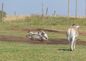 A zebra with all its hooves in the air rolls in the sand for a dust bath to clean itself and remove...