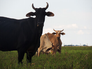 Vacas mirando la horizonte. 