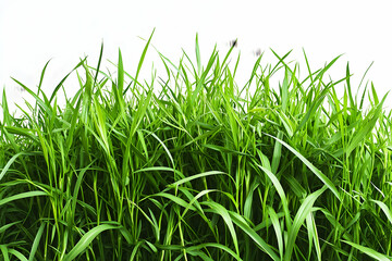 A bright, lush green grass field, each blade clearly defined, isolated on a clean white PNG background to emphasize the natural beauty of the landscape.