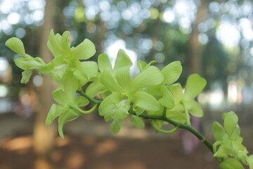 Obraz premium orchid flowers