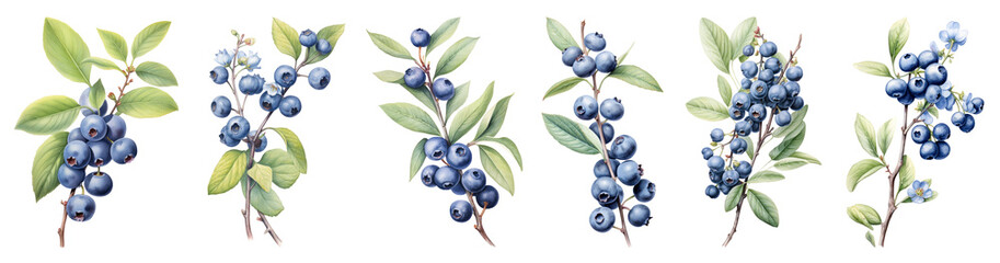 PNG Vintage blueberry bunch illustration set on transparent background