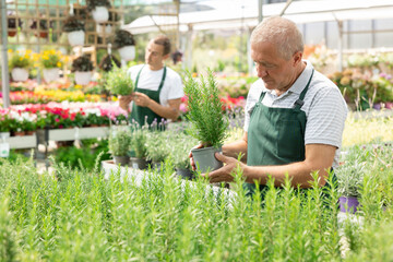 Mature male employee of garden shopping center inspects product, pot with rosemary. Department with...