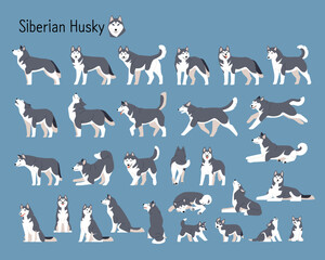 A collection of almost all Siberian Husky dog movements.. Handsome wolfdog flat design style illustration. © MINIWIDE