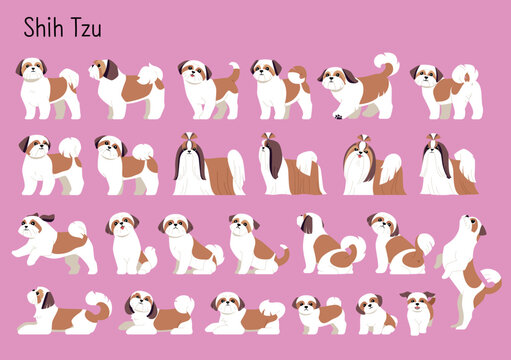 A collection of almost all Shih Tzu dog movements. Cute Chinese dog flat design style illustration.