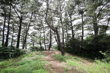 산을 올라가는 숲길, 제주 서귀포시 보목동 제지기오름