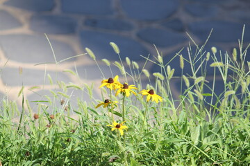 Image of the original chrysanthemum blooming on the Daecheongcheon Stream trail