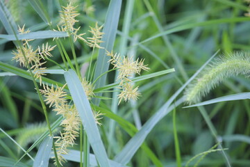 Image of the blooming Neodobangdongsani on the Daecheongcheon Stream Trail