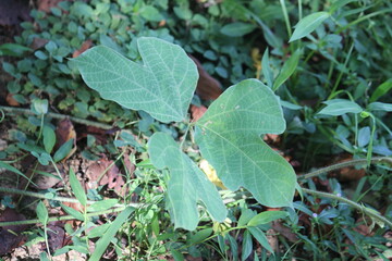 Image of a kudzu tree blooming on the Daecheongcheon trail