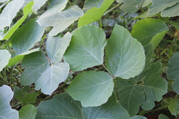 Image of a kudzu tree blooming on the Daecheongcheon trail