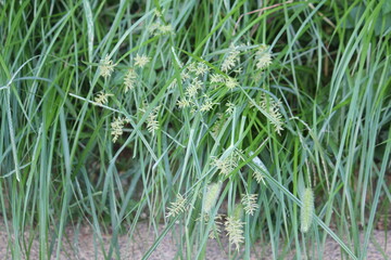 Image of the blooming Neodobangdongsani on the Daecheongcheon Stream Trail
