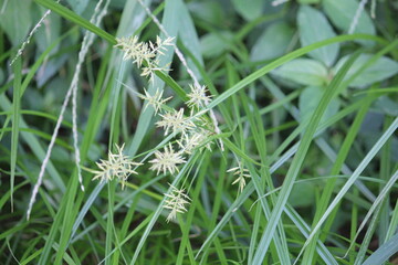 Image of the blooming Neodobangdongsani on the Daecheongcheon Stream Trail