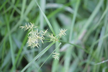 Image of the blooming Neodobangdongsani on the Daecheongcheon Stream Trail