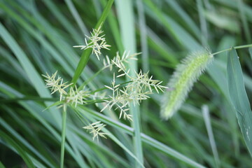 Image of the blooming Neodobangdongsani on the Daecheongcheon Stream Trail