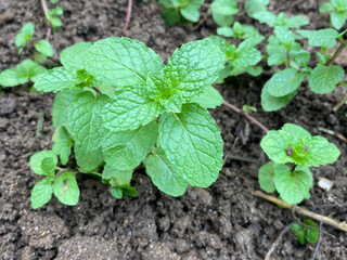 Wild plant growing in natural outdoor environment, with green leaves and unique texture.