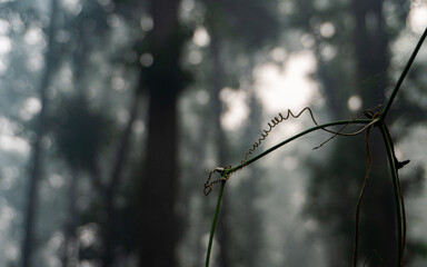 Delicate Vine in a Misty Forest