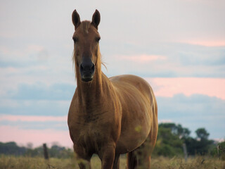 Caballo mirando a la cámara. 