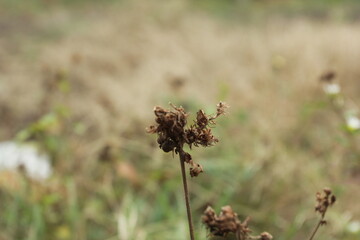 flowers in the field