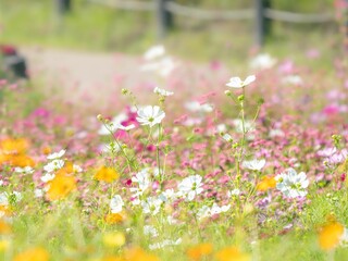 Fototapeta premium 秋の公園や花壇を彩るコスモスのある風景。背景。自然風景素材。
