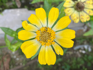 This photo not only shows the beauty of plants and fruit, but also creates a peaceful natural atmosphere. Each element in the image complements each other, giving an idea of ​​the natural richness and