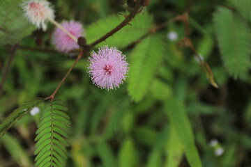 flower in the garden