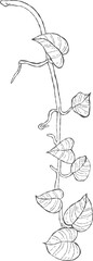 Illustrator of leaf outline hand drawn.