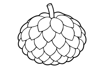 Vector hand drawn set of cherimoya