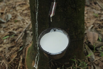 pine tree sap