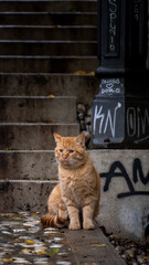 A yellowish furry cat sitting in an alleyway