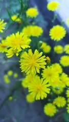yellow dandelions on blue sky