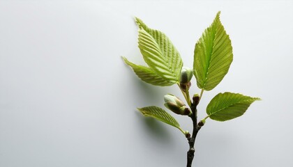 葉っぱと枝leaves and branches