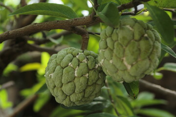 custard apple or sugar apple