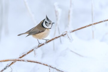 A cute crested tit sits on a twig covered in frost. Winter scene with a titmouse. Lophophanes cristatus