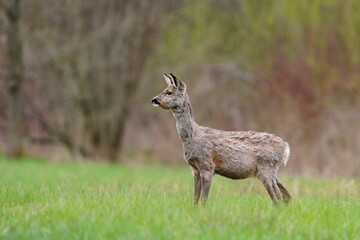 A roe deer stands in a spring meadow near the forest. Capreolus capreolus