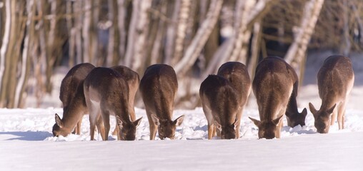 a herd of fallow deer is looking for food in the snow. Dama dama. Winter scene with fallow deer...