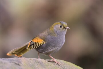 Portrait of a Emei Shan liocichla. A beautiful song bird sitting on the stone. The wild nature of Sichuan, China. Liocichla omeiensis