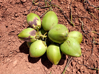A cluster of green coconuts rests on reddish-brown soil. Still attached by fibrous husks, they showcase smooth green skin, brown husks, and natural textures.